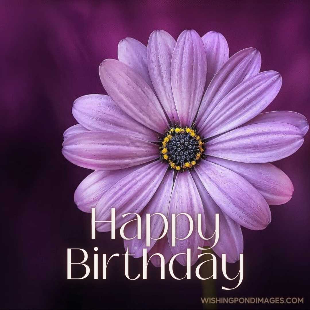 A beautiful image of a Purple daisy on dark purple background. Happy Birthday Purple Flower Images